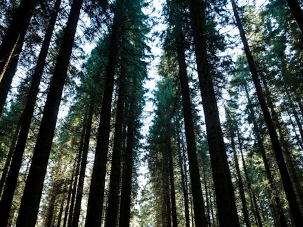 Жук-вредитель, пожирающий пихты, добрался до Билимбаевского лесничества