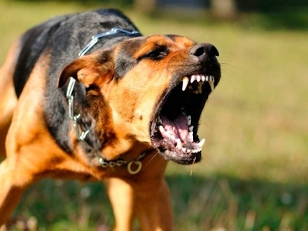 В регионах запустят единую службу защиты от агрессивных собак