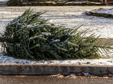 Россиянам напомнили о штрафах за выкинутую елку