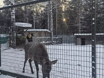 Животные неправильно содержались в зоопарке Первоуральска