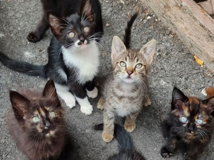 Зоозащитница рассказала, как спасает тысячу бездомных кошек в Первоуральске